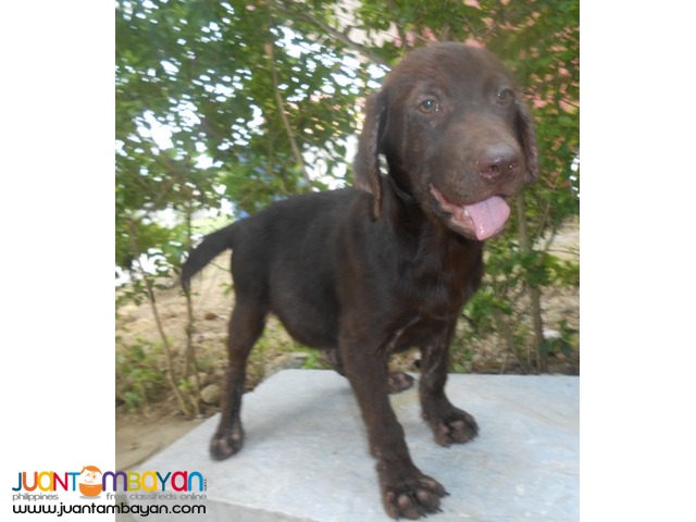  Quality Bred Choco Labrador Male My Pick Left Rush 