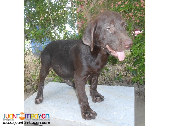  Quality Bred Choco Labrador Male My Pick Left Rush 