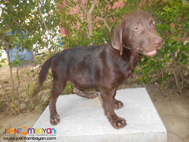  Quality Bred Choco Labrador Male My Pick Left Rush 