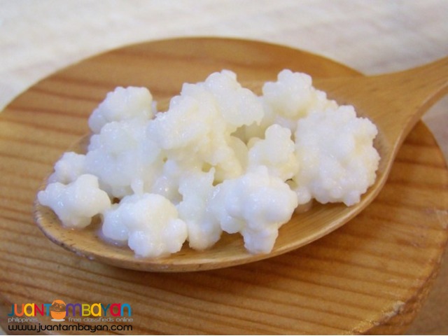 Milk Kefir Grains