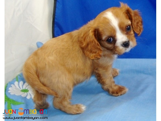 cavalier king