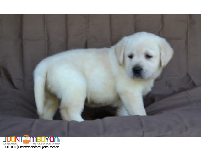 labrador pup for adoption