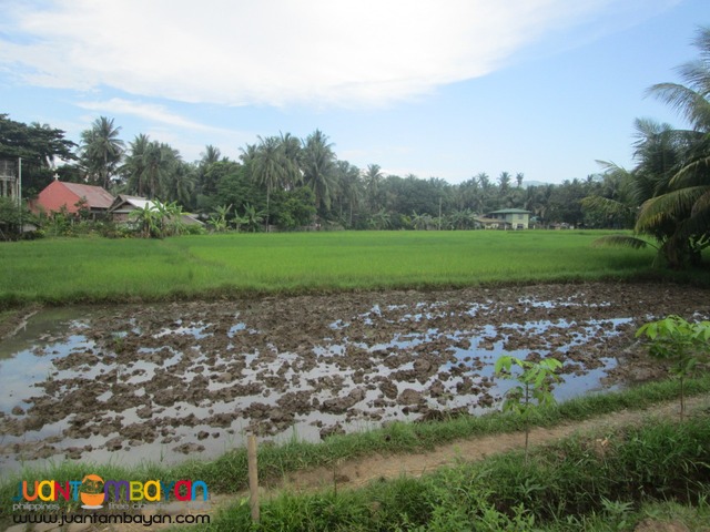 Ricefield for Sale in Siaton, 4374 sqm.