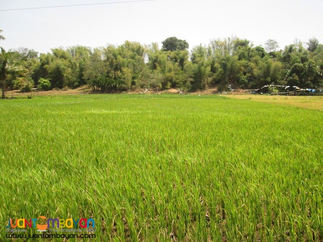 Ricefield for Sale in Siaton, 1.2 Hectare plus, (Helping a Relative) 