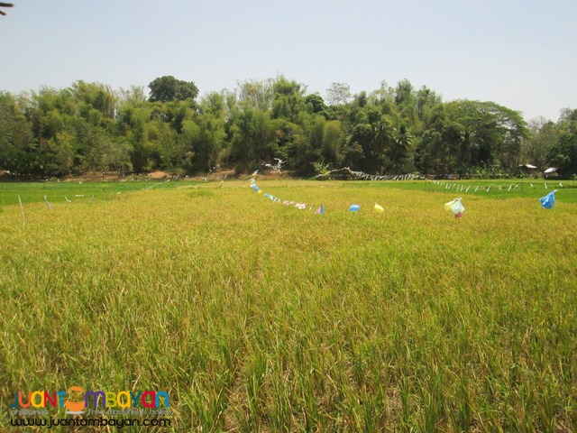 Ricefield for Sale in Siaton, 1.2 Hectare plus, (Helping a Relative) 