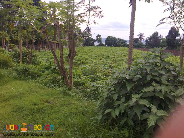 Agricultural /Residential Land in Barangay Gonzales, Tanauan, Batangas