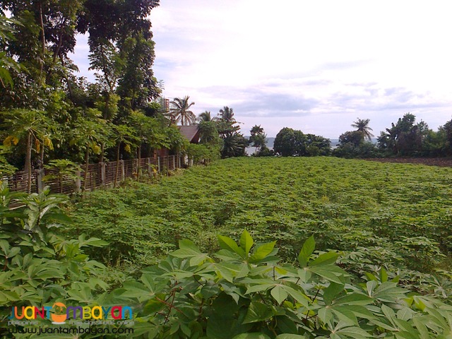 Agricultural /Residential Land in Barangay Gonzales, Tanauan, Batangas