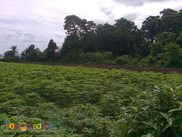 Agricultural /Residential Land in Barangay Gonzales, Tanauan, Batangas