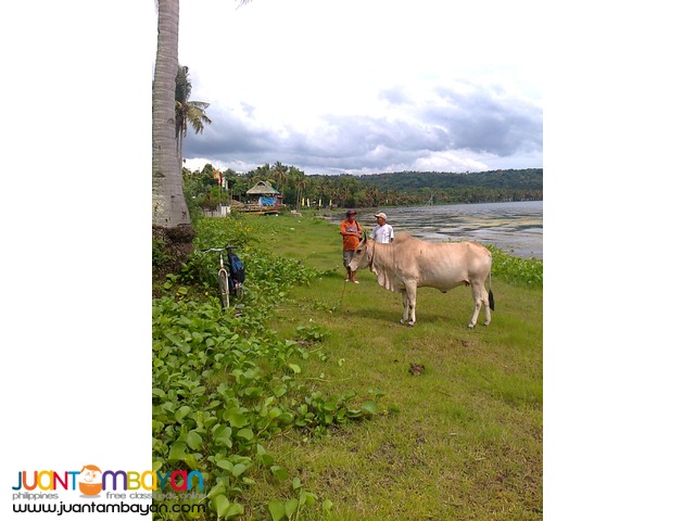 Agricultural /Residential Land in Barangay Gonzales, Tanauan, Batangas