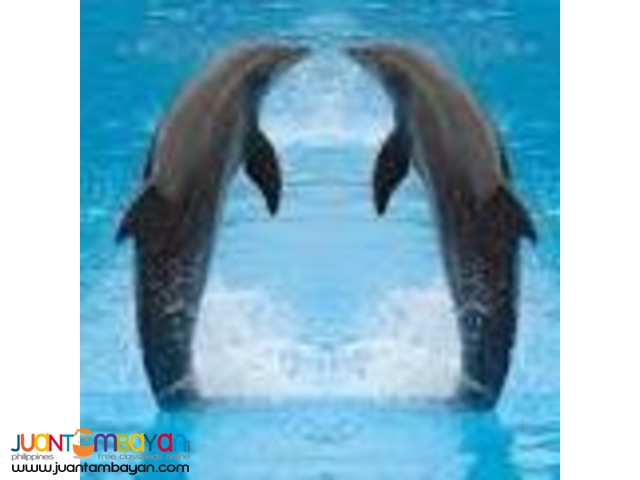 Learn English or science with a professional american teacher Learn English or science with a professional american teacher