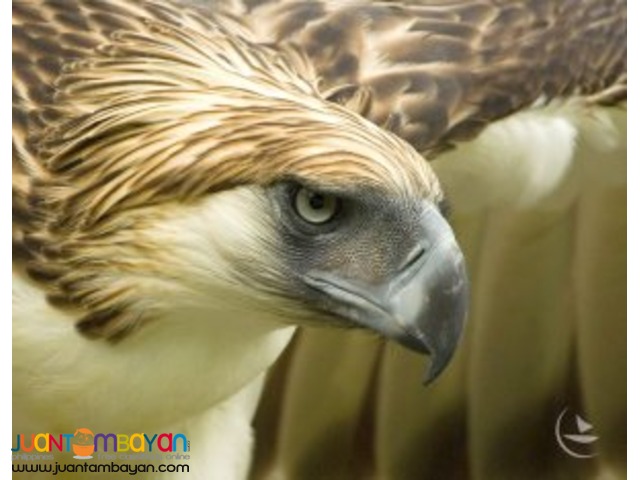 Davao tour packages Davao tour packages