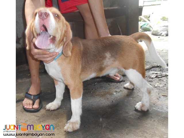  QUALITY HUGE HEAD COMPACT BODY RARE CHOCO TRICOLOR STUD BEAGLE 