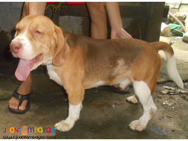  QUALITY HUGE HEAD COMPACT BODY RARE CHOCO TRICOLOR STUD BEAGLE 