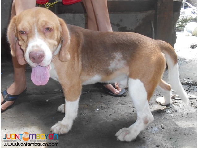  QUALITY HUGE HEAD COMPACT BODY RARE CHOCO TRICOLOR STUD BEAGLE 