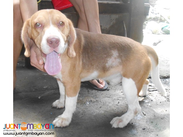  QUALITY HUGE HEAD COMPACT BODY RARE CHOCO TRICOLOR STUD BEAGLE 