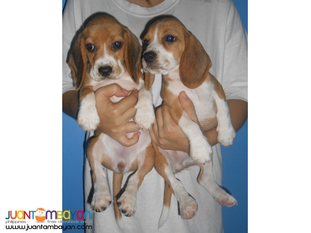  Quality Strong Aussie beagle Puppies 22 red marks for Grabs