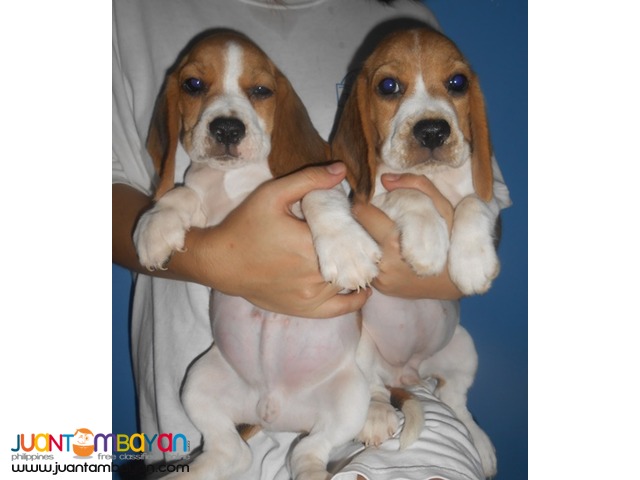  Quality Strong Aussie beagle Puppies 22 red marks for Grabs