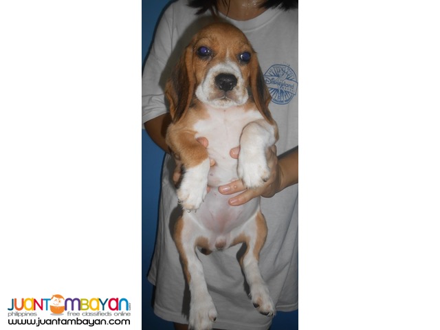  Quality Strong Aussie beagle Puppies 22 red marks for Grabs