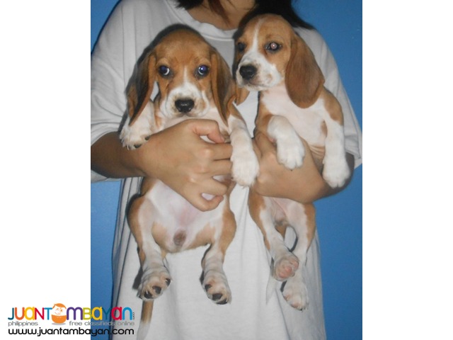  Quality Strong Aussie beagle Puppies 22 red marks for Grabs