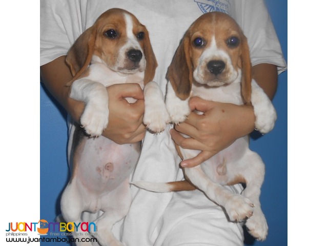  Quality Strong Aussie beagle Puppies 22 red marks for Grabs