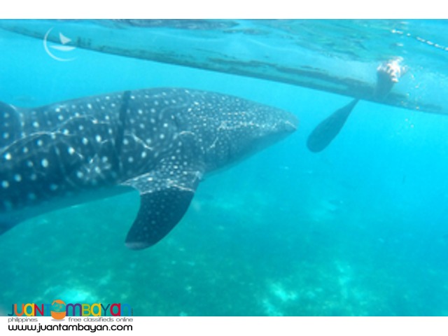 Cebu Bohol tour package, 5 days Cebu Bohol tour package, 5 days