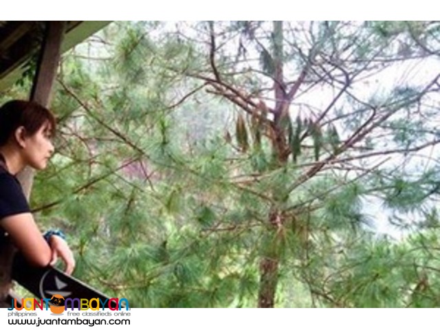 Enjoy the cool weather, Baguio tour package Enjoy the cool weather, Baguio tour package
