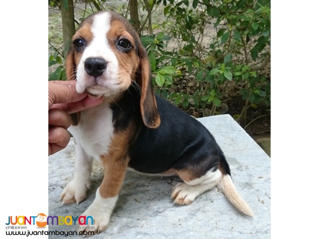 Quality Beagle Puppy Best Gift for your Kids this Christmas
