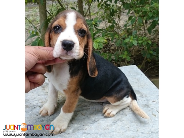 Quality Beagle Puppy Best Gift for your Kids this Christmas
