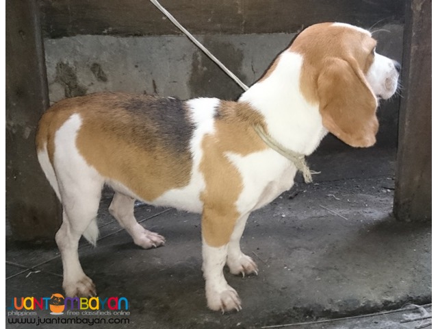  SUPERB LINE BEAGLE FEMALE RUSH SALE NEAR HEAT KENNEL REDUCTION