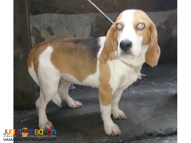  SUPERB LINE BEAGLE FEMALE RUSH SALE NEAR HEAT KENNEL REDUCTION