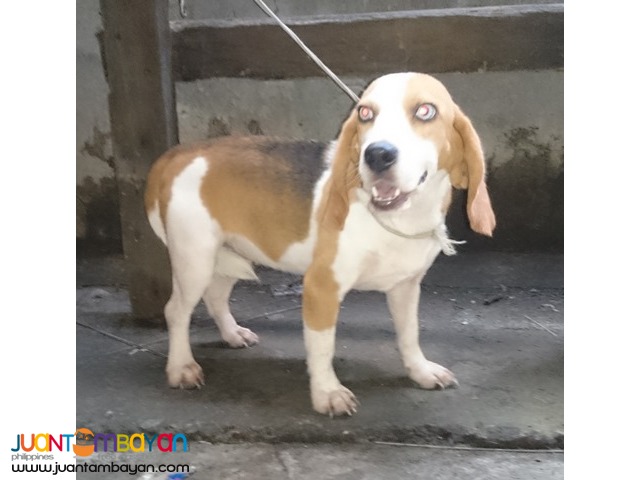  SUPERB LINE BEAGLE FEMALE RUSH SALE NEAR HEAT KENNEL REDUCTION