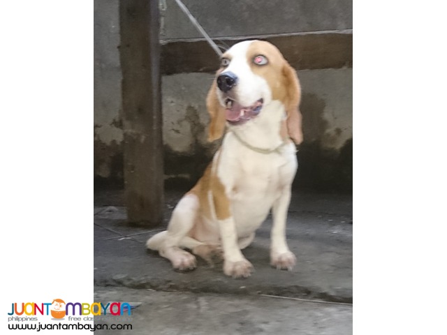  SUPERB LINE BEAGLE FEMALE RUSH SALE NEAR HEAT KENNEL REDUCTION