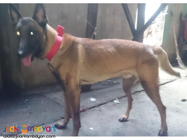 Quality Stud Belgian Malinois XL Sid lineage