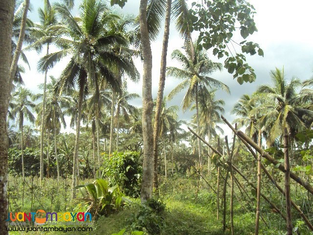 CANDELARIA QUEZON