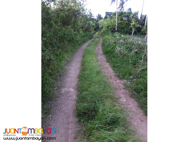 200 SQM Subdivided Farm Lot in Mendez