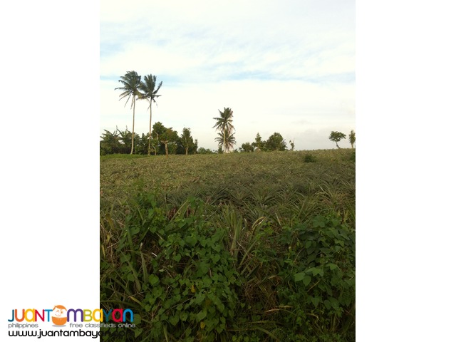 200 SQM Subdivided Farm Lot in Mendez