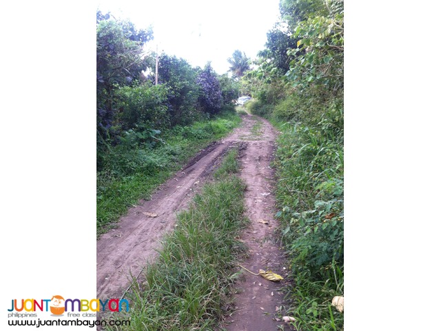 200 SQM Subdivided Farm Lot in Mendez