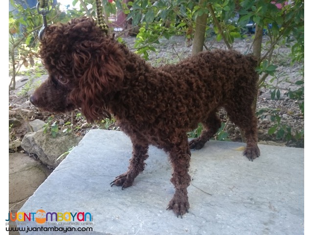  QUALITY CHOCO TOY POODLE STUD PHANTOM LINEAGE