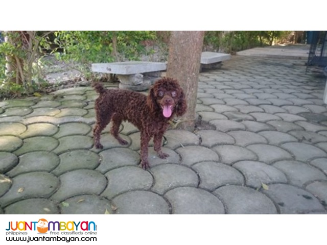  QUALITY CHOCO TOY POODLE STUD PHANTOM LINEAGE