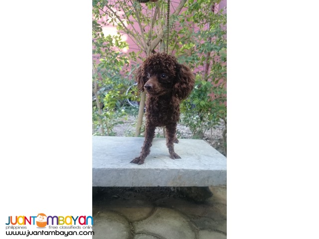  QUALITY CHOCO TOY POODLE STUD PHANTOM LINEAGE