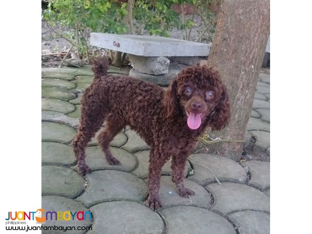  QUALITY CHOCO TOY POODLE STUD PHANTOM LINEAGE