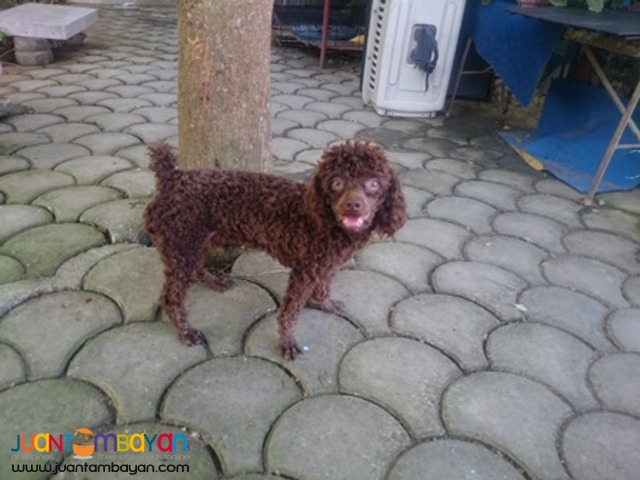  QUALITY CHOCO TOY POODLE STUD PHANTOM LINEAGE