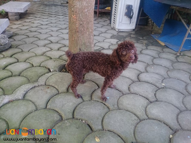  QUALITY CHOCO TOY POODLE STUD PHANTOM LINEAGE