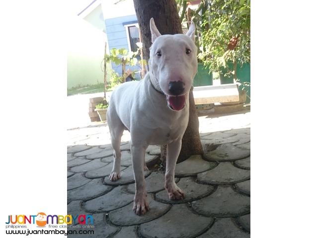  Quality Mini Bull Terrier White stud Very Prolific stud 