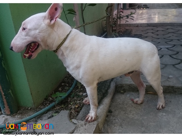  Quality Mini Bull Terrier White stud Very Prolific stud 