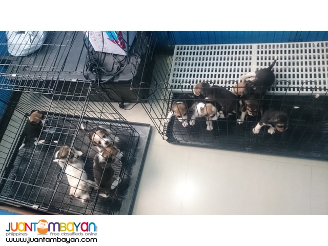 22 RED MARKS STRONG AUSTRALIAN LINEAGE BEAGLE PUPPIES FOR GRABS