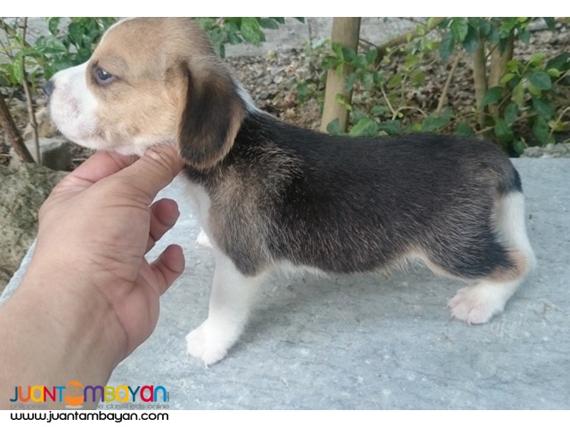 22 RED MARKS STRONG AUSTRALIAN LINEAGE BEAGLE PUPPIES FOR GRABS