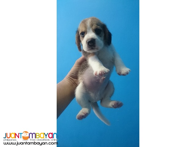 22 RED MARKS STRONG AUSTRALIAN LINEAGE BEAGLE PUPPIES FOR GRABS