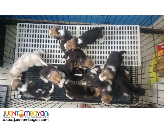 22 RED MARKS STRONG AUSTRALIAN LINEAGE BEAGLE PUPPIES FOR GRABS