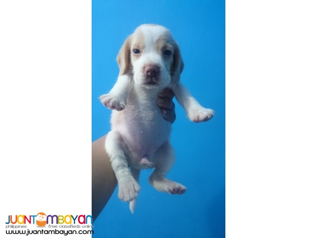 22 RED MARKS STRONG AUSTRALIAN LINEAGE BEAGLE PUPPIES FOR GRABS